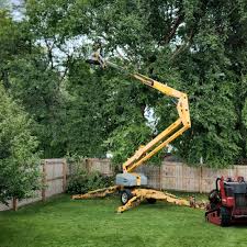 Best Utility Line Clearance  in Ocoee, FL